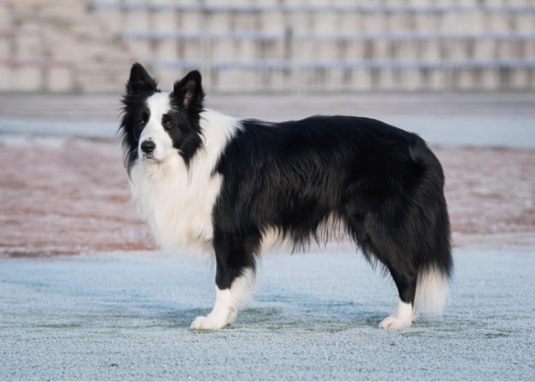 Pies rasy Border Collie